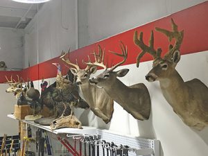 The hunting category stands out at Walker County Ace Hardware, with several mounted deer, turkey and other animals on display. 