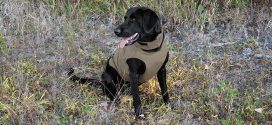 Protective Dog Vest