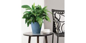 Self-Water Planter