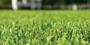 Green, pristine lawns