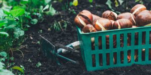 summer bulbs