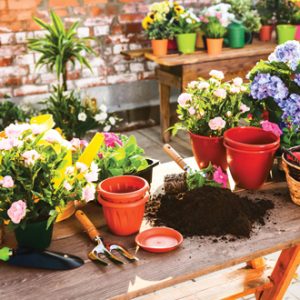 Plants and Gardens