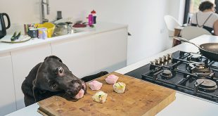Pet-Friendly Kitchen