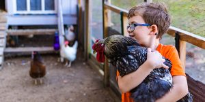 chicken care
