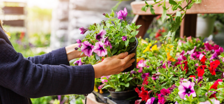 Perennial Sales Boom, Shrubs and Indoor Plants Sales Dropped in 2024