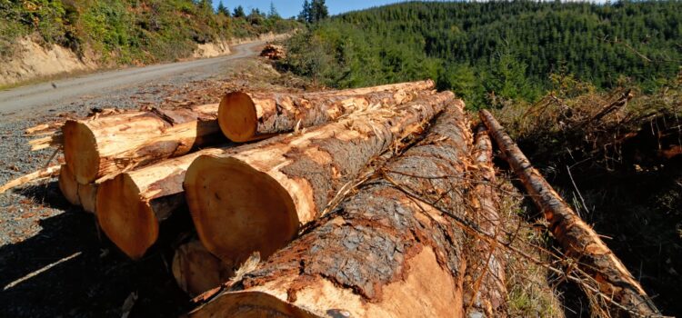 Senate Passes Legislation to Improve Forest Health and Housing Supply