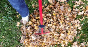 leaf cleanup tools
