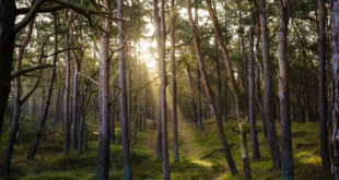 Fix Our Forests Act
