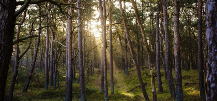 Senate Passes Legislation to Improve Forest Health and Housing Supply