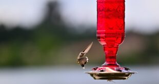 Bird-Watching Needs