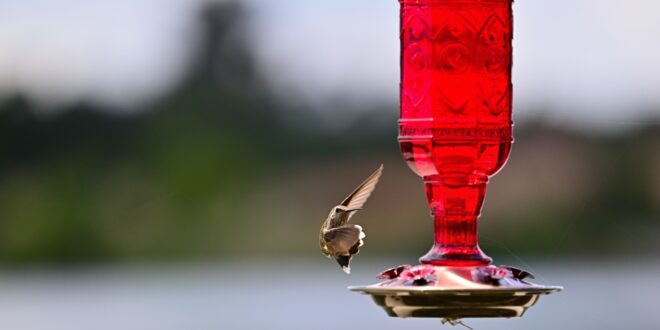 Bird-Watching Needs